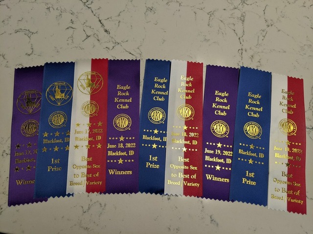 Saffy's first ribbons!